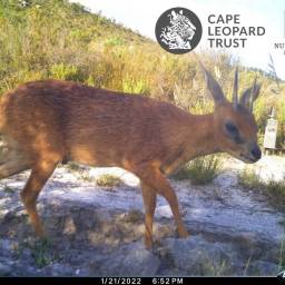 Cape grysbok